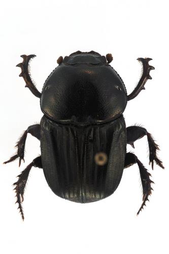 Aptychonitis sulcicollis